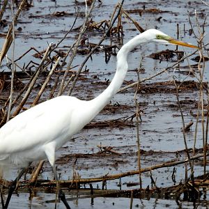 Great Egret
