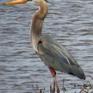 Great Blue Heron