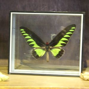 Rajah Brooke's birdwing