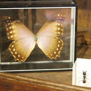 Theseus morpho ant and - I mean and ant