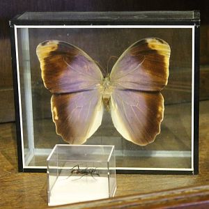 Caligo baltrao and Ant specimen