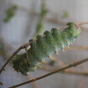 Caterpillar ID