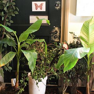 Bush with living caterpillars