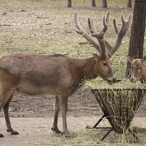 Pere David's deers