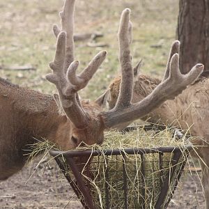 Pere David's deer