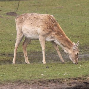 Mesopotanian fallow deer