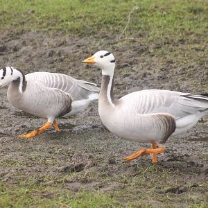 Bar-headed geese