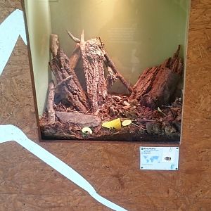 African fruit beetle enclosure