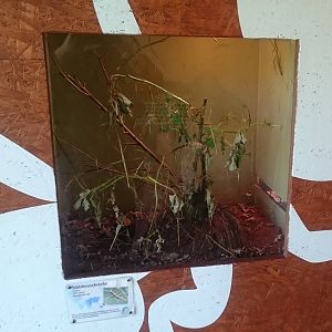 Stick insect enclosure
