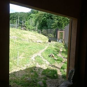 View into Bear - Jackal enclosure