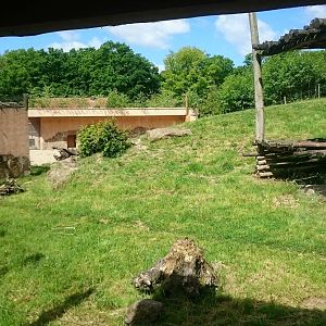 View into Bear Jackal enclosure
