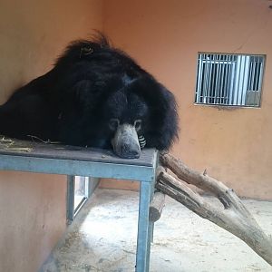 Sloth bear indoors