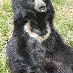 Sloth bear