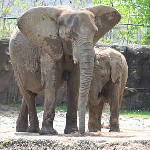 May. 2016 - Plains- African Elephants