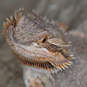 May. 2016 - Deserts - Bearded Dragon