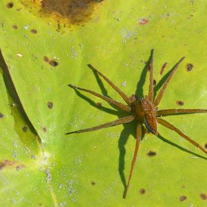 Spider ID - Botswana
