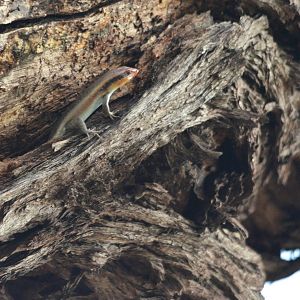 Lizard ID - Botswana
