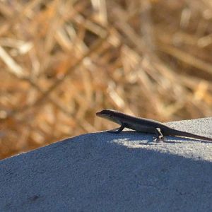 Lizard ID - Botswana