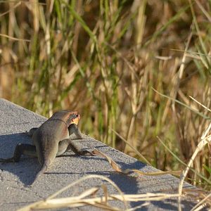 Lizard ID - Botswana