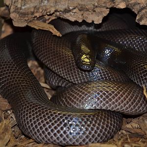 Kentucky Reptile Zoo