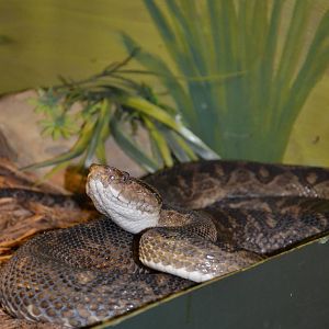 Kentucky Reptile Zoo