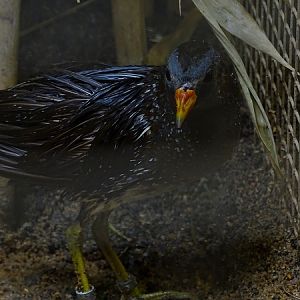 Plzen behind the Scenes: Spotted crake