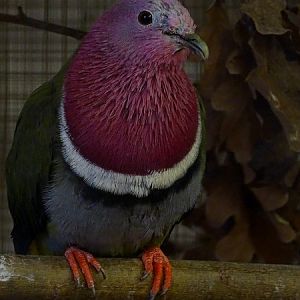 Plzen behind the Scenes: Pink-headed fruit dove