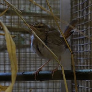 Plzen behind the Scenes: Rufous scrub-robin