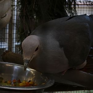 Plzen behind the Scenes: Pink imperial-pigeon