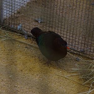 Plzen behind the Scenes: Stephan's emerald dove