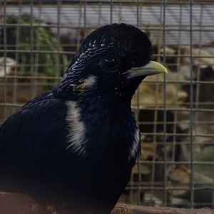 Plzen behind the Scenes: Sulawesi mynah