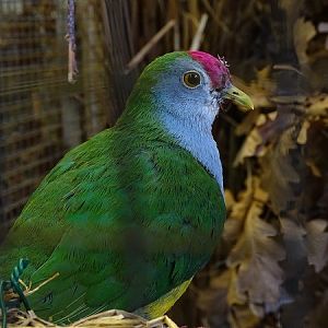 Plzen behind the Scenes: Beautiful fruit-dove