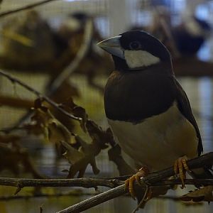 Plzen behind the Scenes: Timor Sparrow