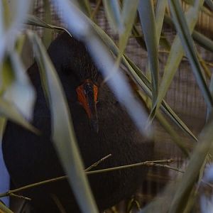 Plzen behind the Scenes: Water rail