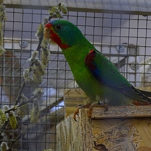 Plzen behind the Scenes: Swift parrot