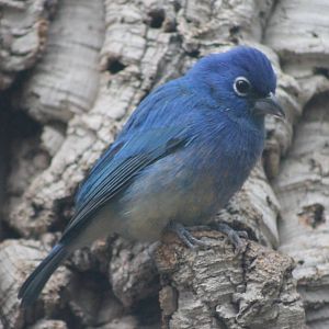 Rose-bellied bunting aka Rosita's bunting male