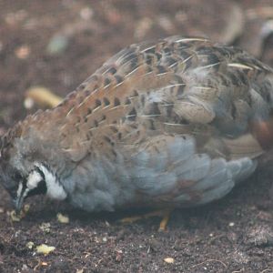Painted quail