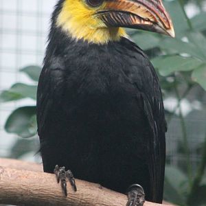 Southern Sulawesi tarictic hornbill male