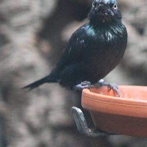 Asian glossy starling