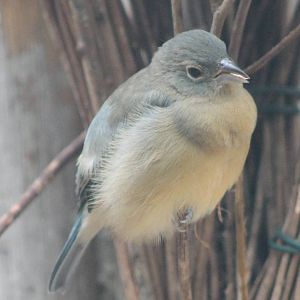 Rose-bellied bunting aka Rosita;s bunting - female
