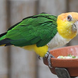 Yellow-thighed caique