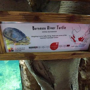River Turtle Signage