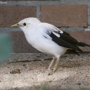 Black-winged Myna (Acridotheres melanopterus), September 2009