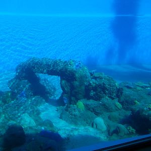 3/8/2016 - First Bottlenose Dolphin Pool Underwater View