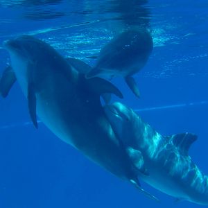 3/8/2016 - Bottlenose Dolphins