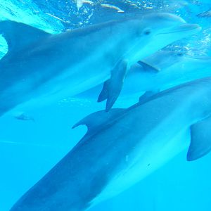 3/8/2016 - Bottlenose Dolphins