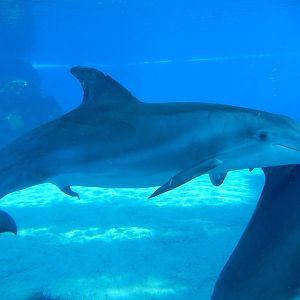 3/8/2016 - Bottlenose Dolphin