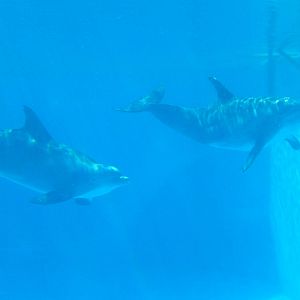3/8/2016 - Bottlenose Dolphins