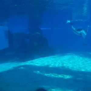 3/8/2016 - First Bottlenose Dolphin Pool Underwater View