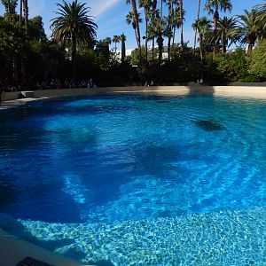 3/8/2016 - Bottlenose Dolphin Show Pool